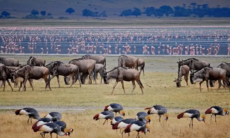 ngorongoro