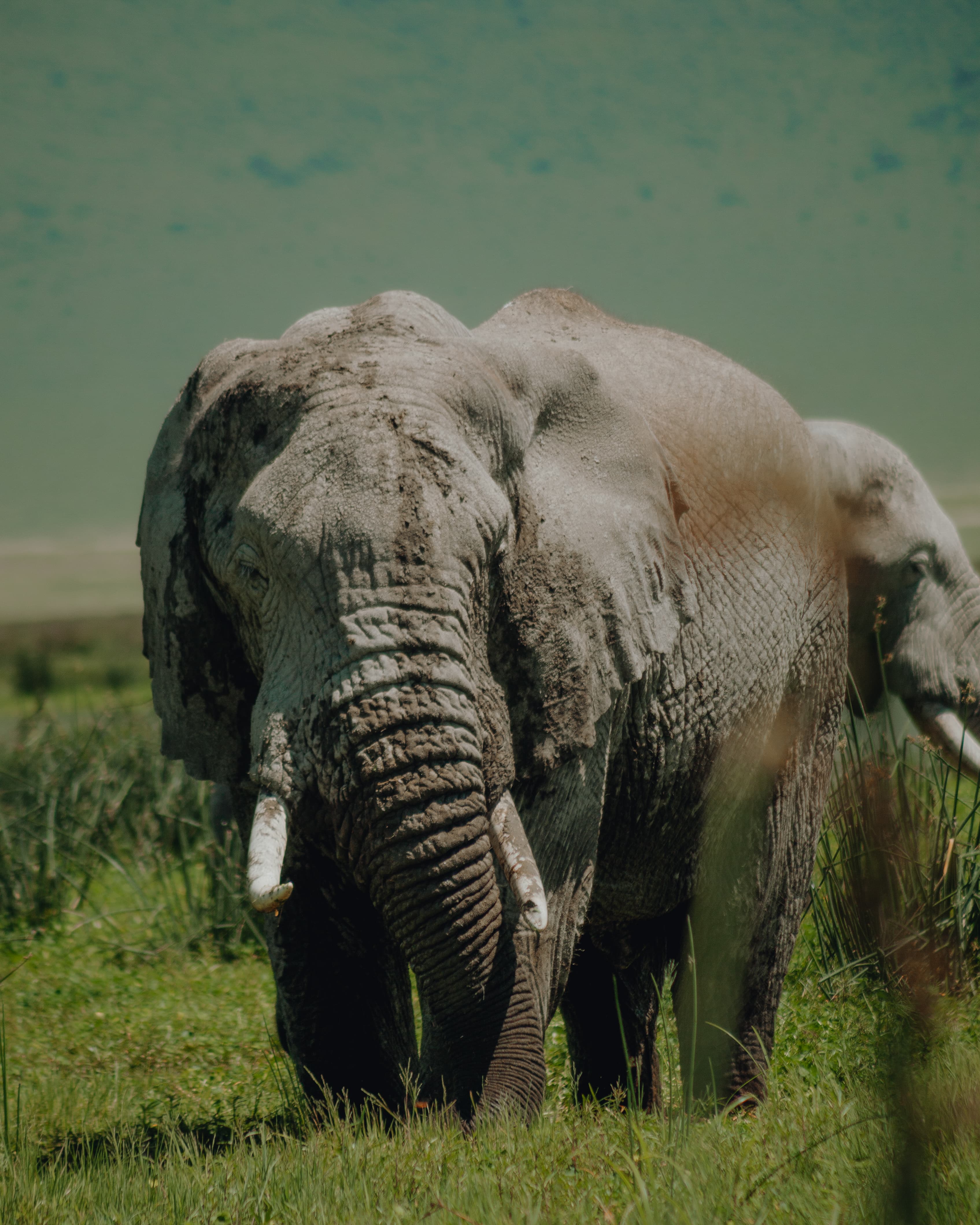 serengeti