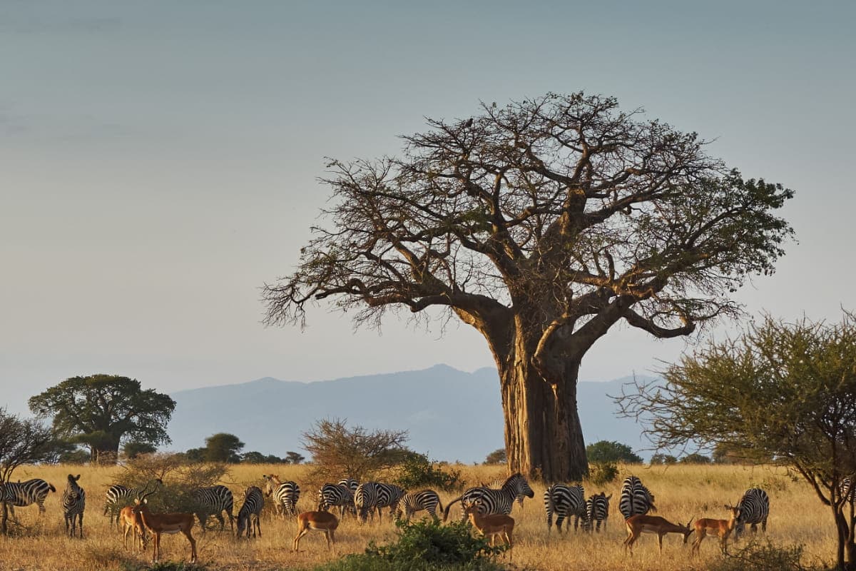 tarangire
