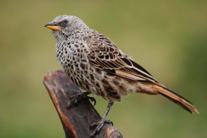Bird Watching