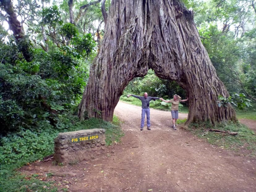 Fig Tree Arch