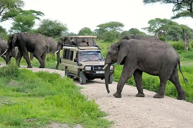 Game Drives
