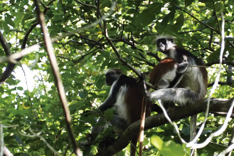 Outstanding Wildlife Diversity