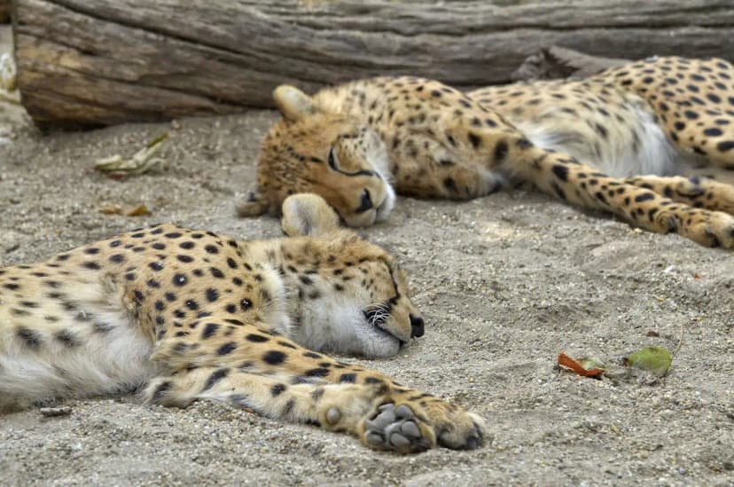 A family enjoying safari
