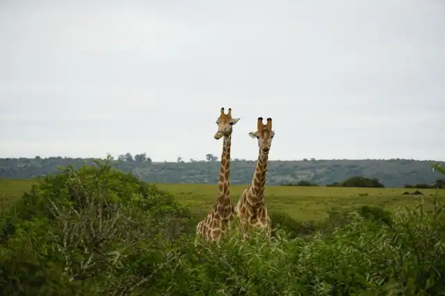 A family enjoying safari