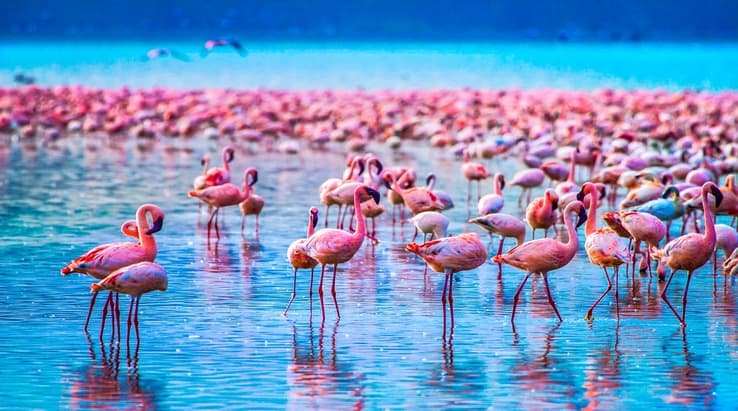 Bird species