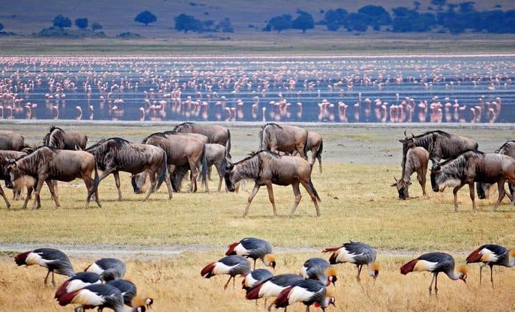 Game drive