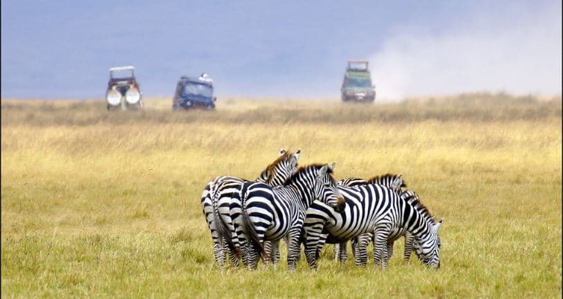 Game Drives