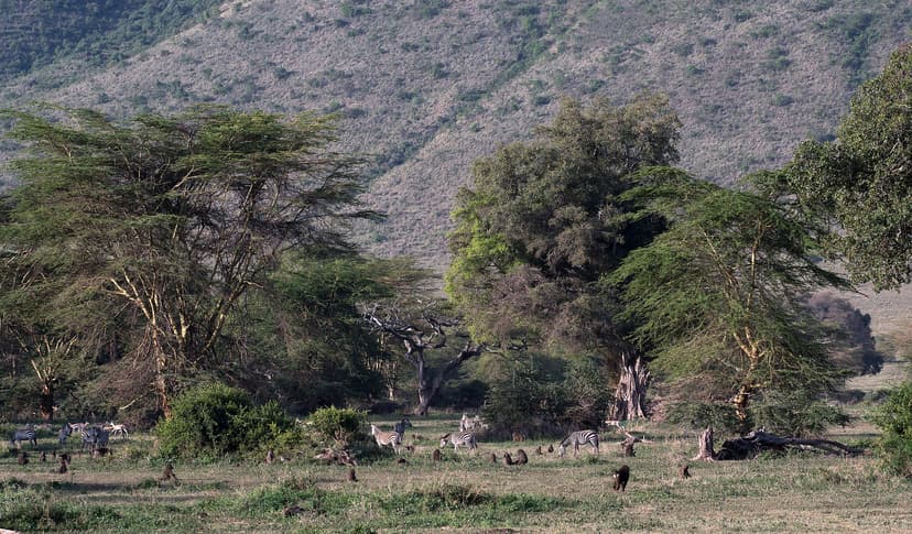 Lerai Forest
