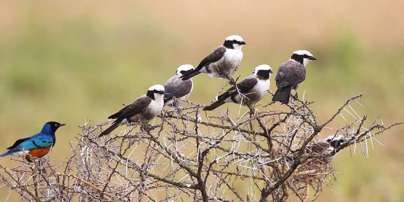Bird Watching