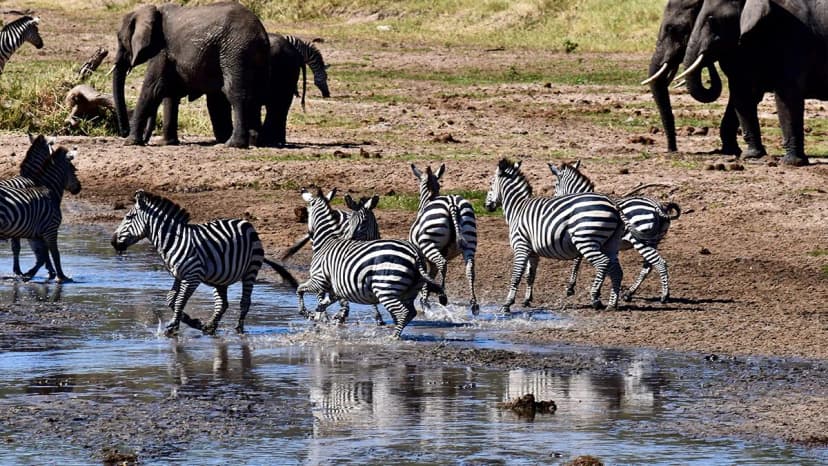 Tarangire's wildlife diversity