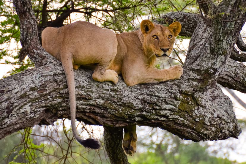 Game drives
