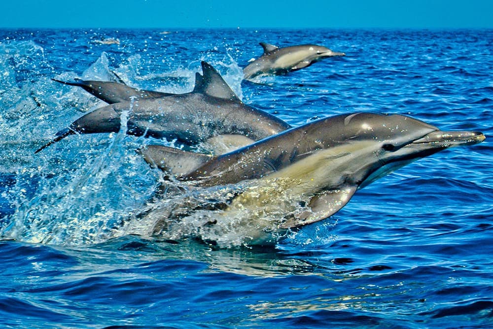 Dolphin Tour