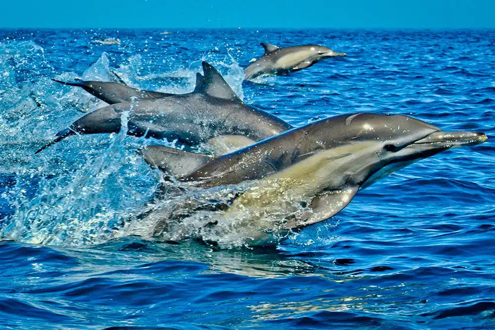 Dolphin Tour